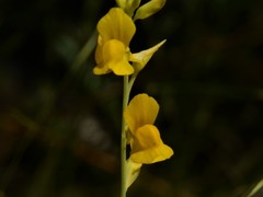 Utricularia odorata