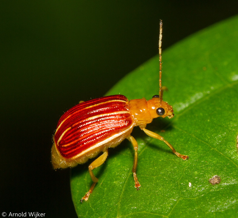Eucerotoma