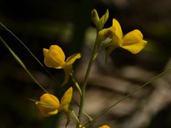 Utricularia odorata