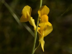 Utricularia odorata
