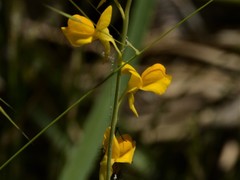 Utricularia odorata