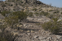 Chordeiles acutipennis