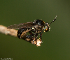 Cerotainia