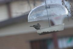 Haemorhous mexicanus