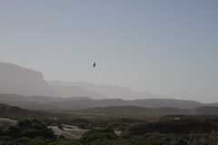 Chordeiles acutipennis