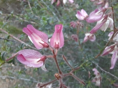 Ononis fruticosa