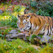 Tigre Siberiano - Photo (c) Mathias Appel, algunos derechos reservados (CC BY-NC)