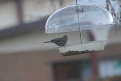 Haemorhous mexicanus