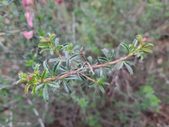Ononis fruticosa