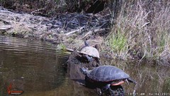 Pseudemys rubriventris