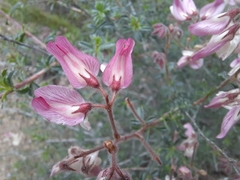 Ononis fruticosa