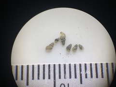 Ipnobius robustus