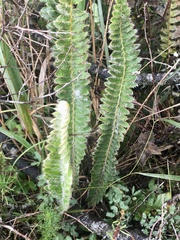 Pleopeltis lepidopteris