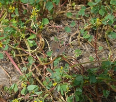 Melilotus