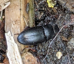 Blapstinus discolor