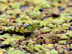 Paulinia acuminata