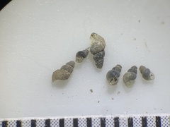 Ipnobius robustus