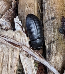 Blapstinus discolor