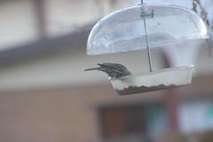 Haemorhous mexicanus