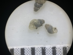 Ipnobius robustus