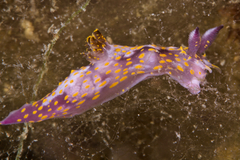 Polycera janjukia