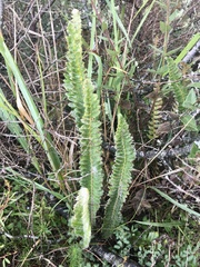 Pleopeltis lepidopteris