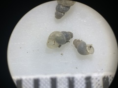 Ipnobius robustus