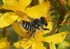 Megachile chrysopyga