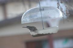 Haemorhous mexicanus