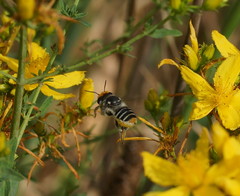 Megachile chrysopyga