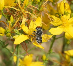 Megachile chrysopyga