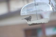 Haemorhous mexicanus