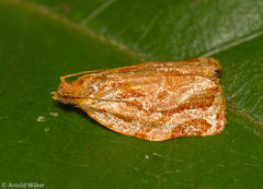 Argyrotaenia