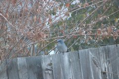 Aphelocoma woodhouseii