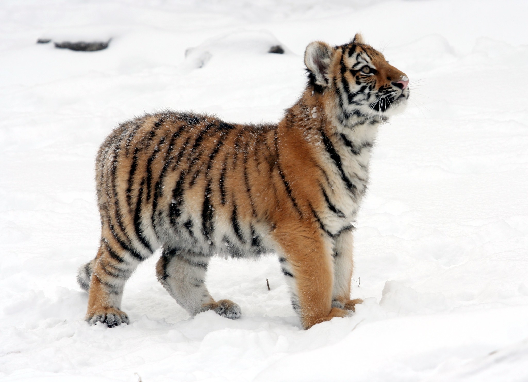 Amur Tiger (Subspecies Panthera tigris altaica) · iNaturalist, image size:2048x1480