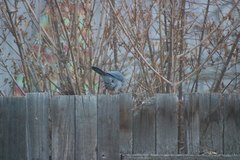 Aphelocoma woodhouseii