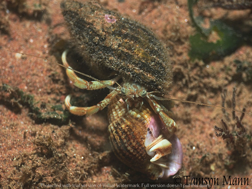 Photo of Common hermit crab (Pagurus bernhardus)