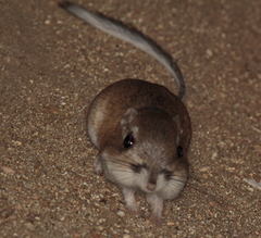 Dipodomys panamintinus