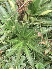 Eryngium serra