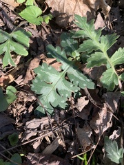 Hydrophyllum macrophyllum