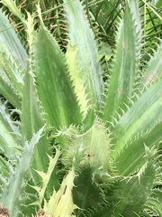 Eryngium serra