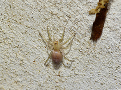 Cheiracanthium inclusum