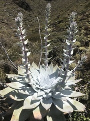 Dudleya anthonyi