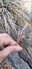 Tillandsia bartramii