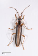 Thelyphassa lineata
