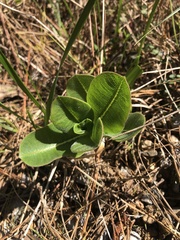 Asclepias obovata