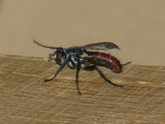Cylindromyia bicolor