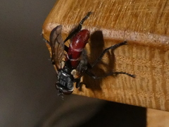 Cylindromyia bicolor