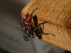 Cylindromyia bicolor