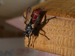 Cylindromyia bicolor
